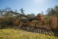 Deadfall Removal Service