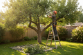 Tree Pruning Service